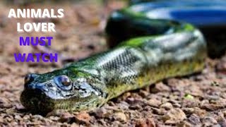 SNAKE BoaAjagarpython Anacondahow many types of snakes in the worldAfrican Black Mamba [upl. by Damalis877]