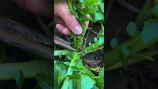 Radish leaf pruning process [upl. by Sanderson]