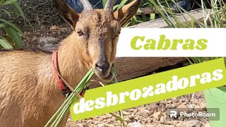 Como desbrozar con cabras Ahorro de trabajo y de alimento [upl. by Yrrab91]