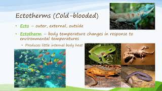 Ectotherms and Endotherms [upl. by Foushee]