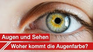 Augen Sehen und der Augenarzt Woher kommt denn deine Augenfarbe [upl. by Nonohcle308]