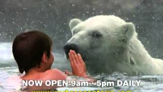 Town of Cochrane Ontario  Swim with Polar Bears [upl. by Stephenie]