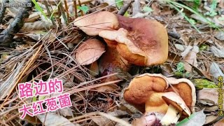 走着走着突然看见两朵大红葱菌，捡起来太肥嫩啦 [upl. by Tyrone]