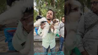 Show quality shih Tzu and Lhasa Apso puppy for sale at Naihati Pet Market 7980466995 shorts [upl. by Houser]