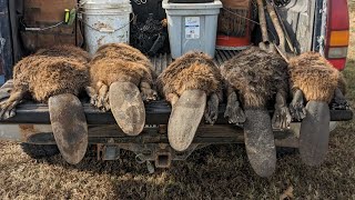 Beaver How many make up a colony billingsleybrandlures trapper [upl. by Rehttam483]