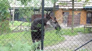 Vacker Okapi Okapi at Copenhagen Zoo Okapia johnstoni Zoologisk Have København [upl. by Brien]