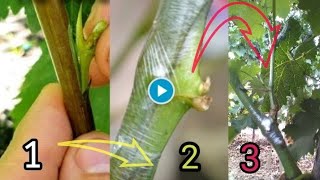 Grafting vines in the summer with the green sleeping buddemonstration and tips for beginners [upl. by Hatokad]