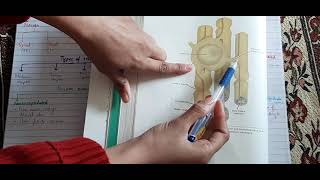 NERVE FIBRES AND PERIPHERAL INNERVATION Neuroanatomy Chapter 3 from Snell [upl. by Ardnasxela]