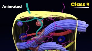 Connective tissues ⚡3d animation  Class 9 Biology [upl. by Mateo285]