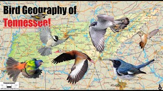 Geography of BIRDS in Tennessee  UNIQUE Ranges of 50 Species [upl. by Leid506]