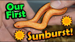 Baby Sunburst Hognoses Hatching [upl. by Morganica]