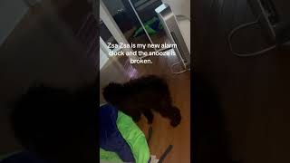 Zsa Zsa is my new alarm clock and the snooze is broken CapCut puppy dogs hungarian puli [upl. by Llerrod]