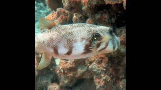 Beautiful boxfish and pufferfish 🐡 in the Red Sea scuba scubadiving redsea [upl. by Toshiko]