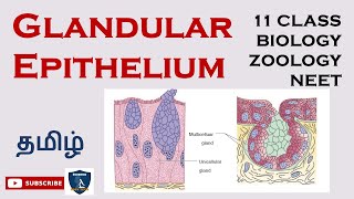 Glandular Epithelium in Tamil  Tissue Level of Organisation I Zoology  Class 11 TNSCERT  NEET [upl. by Swayder394]