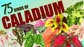 75 CALADIUM SPECIES HERB STORIES [upl. by Ruckman774]