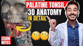 Palatine Tonsil Anatomy 3D  blood supply of palatine tonsil  anatomy of palatine tonsil relations [upl. by Atnauqahs266]