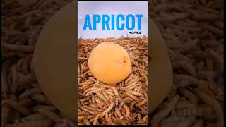 10000 Mealworms vs Apricot 🍑  Can They Eat It [upl. by Seligman6]