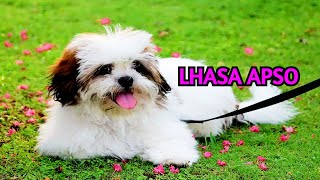 Facts about the Lhasa Apso breed [upl. by Monah]