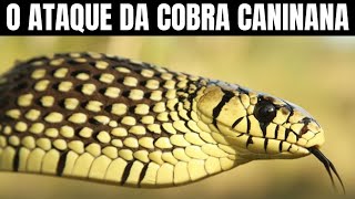 Ataque da Cobra Caninana  Biólogo Henrique o Biólogo das Cobras [upl. by Ahsyad]