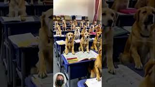 Best funny videos prank by Tanya Senya and Misha  funny dogs shorts shortvideo short shorttran [upl. by Standush]