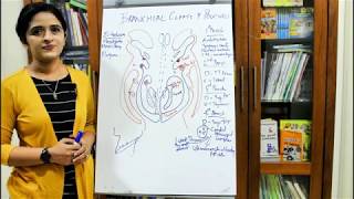 THE PHARYNGEAL OR THE BRANCHIAL APPARATUSPART 2 by Dr Rose Jose MD [upl. by Ashia]