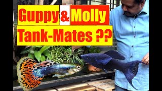 Guppy Molly Tank Mates  Natural Aquarium Tankmates  Guppy Terrace Pond  Mayur Dev Aquascaper 4K [upl. by Airotkiv279]