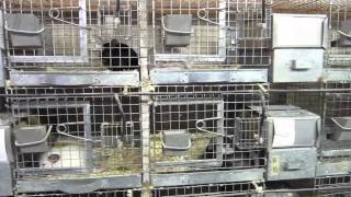 Chinchilla Ranch With 1000s of Chinchillas [upl. by Eniala]