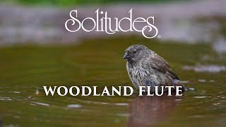 Dan Gibson’s Solitudes  Source of Peace  Woodland Flute [upl. by Plumbo]