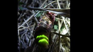 Glow Worm Hunting  25th May 2023 [upl. by Namus]