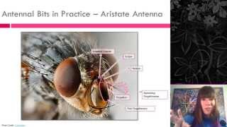 Insect External Morphology [upl. by Llertnov]