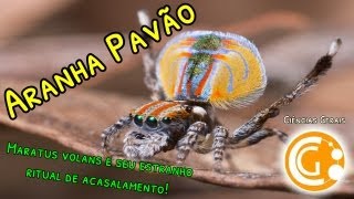 Aranha Pavão e seu estranho ritual de acasalamento Maratus volans  Ciências Biológicas [upl. by Ynamreg]