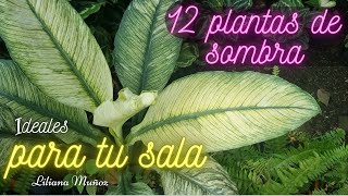 12 PLANTAS DE SOMBRA IDEALES PARA TU SALA Liliana Muñoz [upl. by Sokram145]