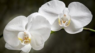 MOTH ORCHIDS  HOW TO GROW AND CARE FOR PHALAENOPSIS [upl. by Lorrad]