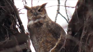 Great Horned Owl Hooting Territorial Evening Call At Sunset [upl. by Ennirroc109]