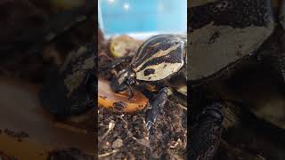 nature goliathus terrarystyka cute big beetle beetlelove bug eat fruit amazing myanimal [upl. by Etat]