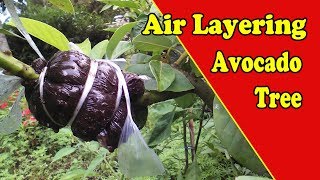 Air Layering Avocado Trees Full Video Tutorial by Grafting Examples [upl. by Scarlett]