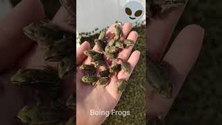 Toads and lizards make you laugh  Catch the lastbig toad Hahaha  Catch Toad  Boing Frogs [upl. by Arahsak575]