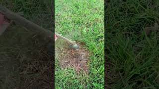 Cutting Weed in the garden day50 satisfying automobile lawn [upl. by Ahsilaf]