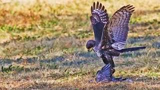 Black Sparrowhawk Flies Off With Pray as Big as Itself [upl. by Ainehta]