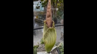 Corpse Flower Bloom Attracts Thousands [upl. by Camfort89]