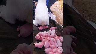 Rabbit Growth  Baby rabbit growing video animals shorts [upl. by Eiryt]