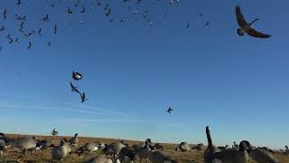 Oklahoma Goose Grind [upl. by Lionel]