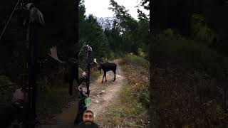 hunting archery elk bowhunting motivation [upl. by Quinton]