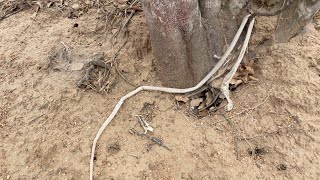 Cobra trocou de pele poucas semanas no tronco de um Juazeiro [upl. by Notelrahc]