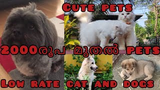 2000 രൂപ മുതൽ pets😍😇low rate Lhasa Apso  cat  terrier 🥰petsalekerala dogsale Pet880 lowrate [upl. by Sergeant]