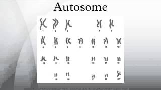 Autosome [upl. by Andrews]