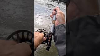 Fly Fishing trout flyfishing fish fishing troutfishing [upl. by Jeramey]