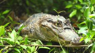 Laguna Lodge Tortuguero [upl. by Avahc469]