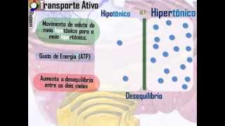 Transporte Ativo e Passivo [upl. by Parnas]