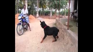 Rottweilers Attacking People [upl. by Nirmak]